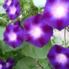 50 Seeds Morning Glory Seeds