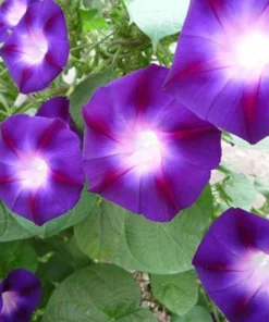 50 Seeds Morning Glory Seeds