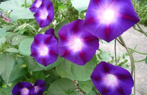 50 Seeds Morning Glory Seeds