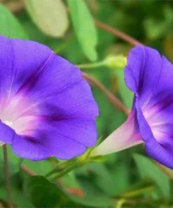 50 Seeds Morning Glory Seeds