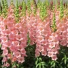 50 Seeds Of Sweet Pink Snapdragon Flower Seeds