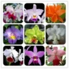 50 Seeds Orchids Cattleya Flower Seeds Rare 5 Kinds Home Plant Perennial Bonsai