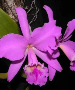 50 Seeds Orchids Cattleya Flower Seeds Rare 5 Kinds Home Plant Perennial Bonsai