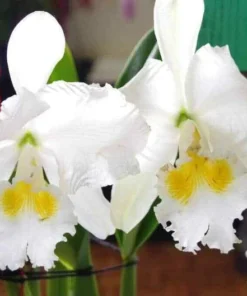 50 Seeds Orchids Cattleya Flower Seeds Rare 5 Kinds Home Plant Perennial Bonsai