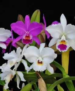 50 Seeds Orchids Cattleya Flower Seeds Rare 5 Kinds Home Plant Perennial Bonsai