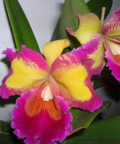 50 Seeds Orchids Cattleya Flower Seeds Rare 5 Kinds Home Plant Perennial Bonsai