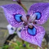 50 Seeds Phalaenopsis Butterfly Orchid Seeds Balcony Pot Flower Perennial