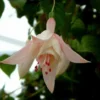 50 Seeds Pink Fuchsia Seeds Potted Flowers Seeds,Bonsai Seeds