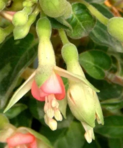 50 Seeds Pink Fuchsia Seeds Potted Flowers Seeds,Bonsai Seeds