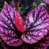 50 Seeds Pink Green Begonia Flower Seeds