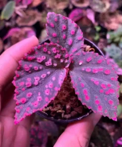 50 Seeds Pink Green Begonia Flower Seeds