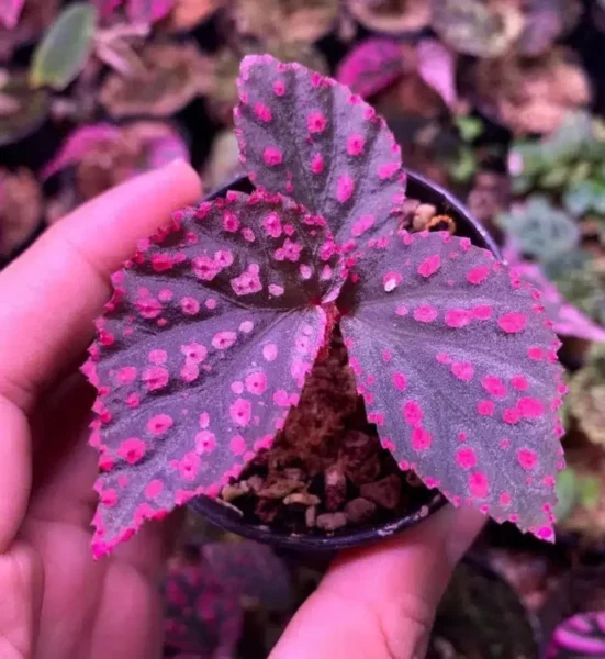 50 Seeds Pink Green Begonia Flower Seeds