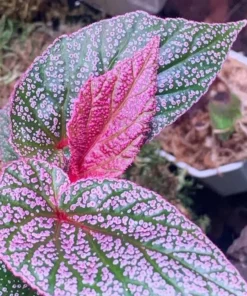 50 Seeds Pink Green Begonia Flower Seeds