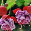 50 Seeds Purple Fuchsia Seeds Potted Flowers Seeds,Bonsai Seeds