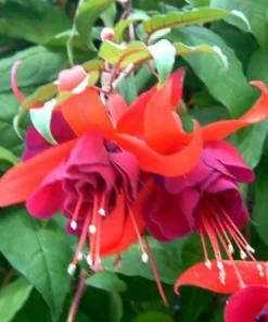 50 Seeds Purple Fuchsia Seeds Potted Flowers Seeds,Bonsai Seeds