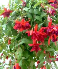 50 Seeds Purple Fuchsia Seeds Potted Flowers Seeds,Bonsai Seeds