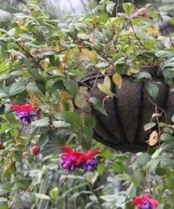 50 Seeds Purple Fuchsia Seeds Potted Flowers Seeds,Bonsai Seeds