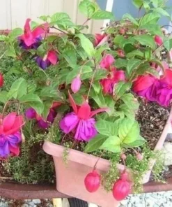 50 Seeds Purple Fuchsia Seeds Potted Flowers Seeds,Bonsai Seeds