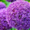 50 Seeds Purple Giant Allium Giganteum Flower Seeds Garden Plant