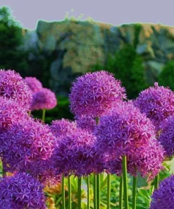 50 Seeds Purple Giant Allium Giganteum Flower Seeds Garden Plant