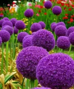 50 Seeds Purple Giant Allium Giganteum Flower Seeds Garden Plant