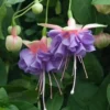 50 Seeds Purple Pink Fuchsia Seeds Potted Flowers Seeds,Bonsai Seeds