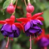 50 Seeds Purple Red Fuchsia Seeds Potted Flowers Seeds,Bonsai Seeds