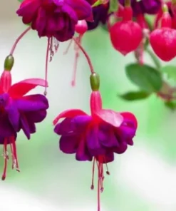 50 Seeds Purple Red Fuchsia Seeds Potted Flowers Seeds,Bonsai Seeds