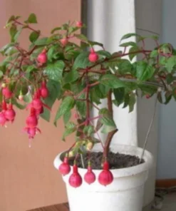 50 Seeds Purple Red Fuchsia Seeds Potted Flowers Seeds,Bonsai Seeds
