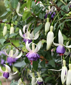 50 Seeds Purple White Fuchsia Seeds Potted Flowers Seeds,Bonsai Seeds