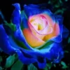 50 Seeds Rare Seeds, English Blue And Yellow Rose