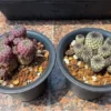 50 Seeds Rebutia Rauschii F. Violacidermissucculent Lithops Rare Living Stones Plants Cactus Home Plant