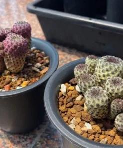 50 Seeds Rebutia Rauschii F. Violacidermissucculent Lithops Rare Living Stones Plants Cactus Home Plant