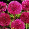 50 Seeds Red Giant Allium Giganteum Flower Seeds Garden Plant