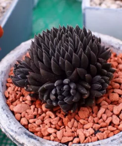 50 Seeds Seeds Black Flower Succulent Seeds Rare Living Stones Succulent Seeds