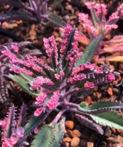 50 Seeds Seeds Of Kalanchoe Pink Butterflies Succulent Bonsai Potted Plants Seeds