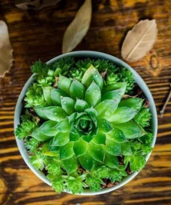 50 Seeds Seeds Of Sempervivum Tectorum Green Transparent Succulent Bonsai Potted Plants Seeds