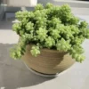 50 Seeds Seeds Of Succulent Bonsai Potted Plants Seeds Sedum Seed