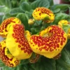 50 Seeds Speckled Red And Yellow Slipper Flower Seeds - Calceolaria Herbeohybrida Seeds