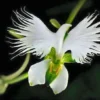 50 Seeds White Dove Egret Flower Plant