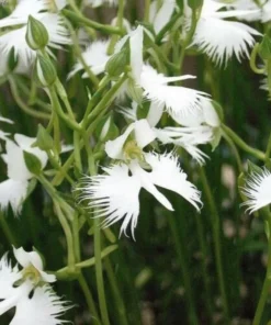 50 Seeds White Dove Egret Flower Plant