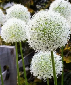 50 Seeds White Giant Allium Giganteum Flower Seeds Garden Plant