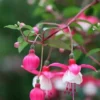 50 Seeds White Pink Fuchsia Seeds Potted Flowers Seeds,Bonsai Seeds