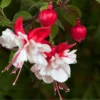 50 Seeds White Red Fuchsia Seeds Potted Flowers Seeds,Bonsai Seeds