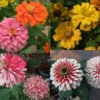 50 Seeds Zinnia Mix Seeds