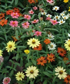 50 Seeds Zinnia Mix Seeds
