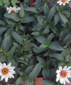 50 Seeds Zinnia Mix Seeds