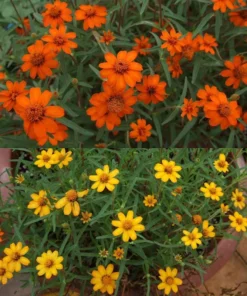 50 Seeds Zinnia Mix Seeds