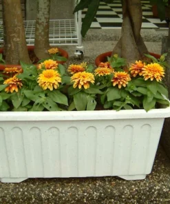 50 Seeds Zinnia Mix Seeds