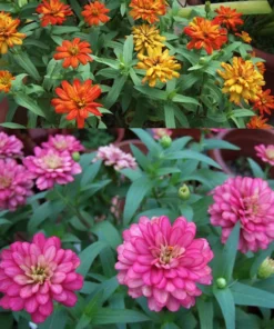 50 Seeds Zinnia Mix Seeds